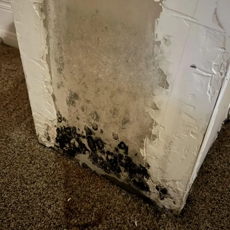 Professional Mold Removal in Endicott, NY